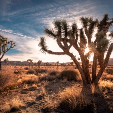 Sunset on the desert landscape in Joshua Tree National Park, California