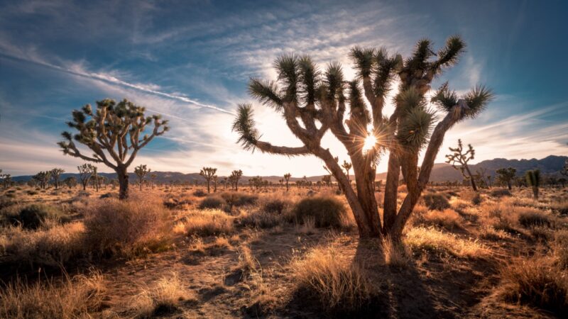 Sunset on the desert landscape in Joshua Tree National Park, California